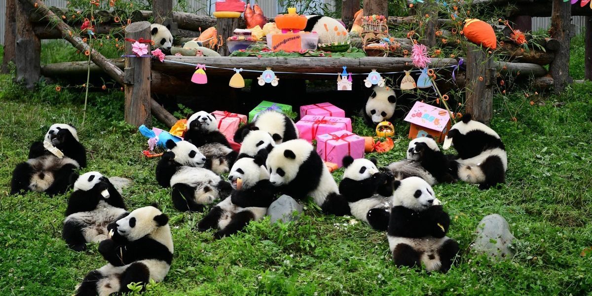 chengdu pandabase