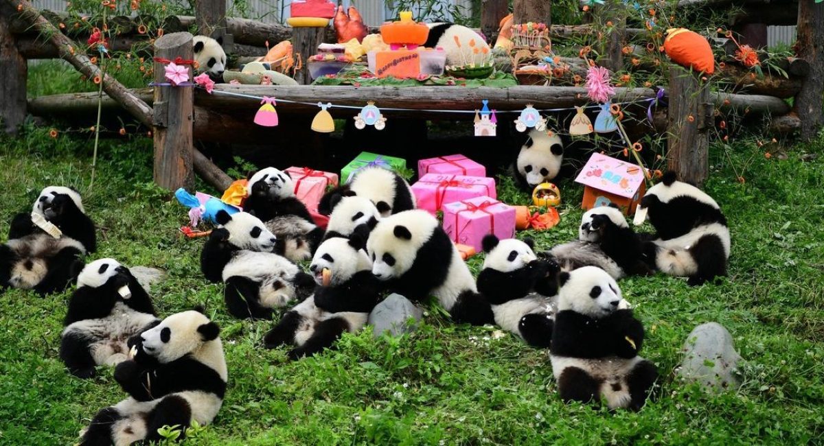 chengdu pandabase